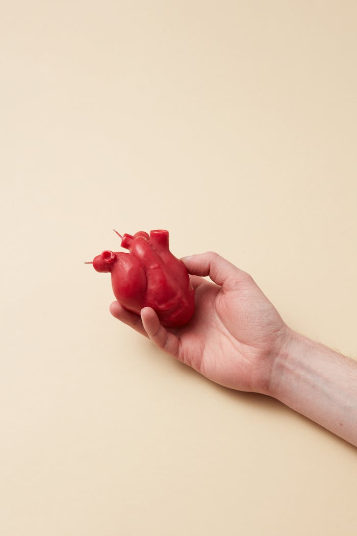 Close-up of a hand holding a realistic red heart model on a neutral background.